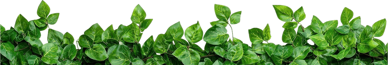 banner-leaves